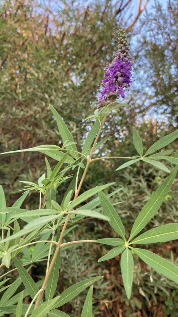 חסר מאפיין alt לתמונה הזו; שם הקובץ הוא WhatsApp-Image-2025-10-17-at-07.20.47-1-576x1024.jpeg